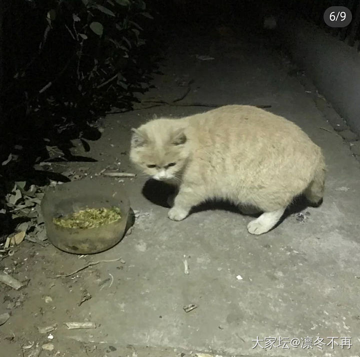 英短也在流浪吗？_猫