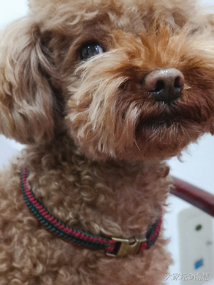 为小王子准备的圣诞礼物——圣诞脖圈_编绳
