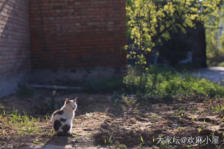 流浪的身影 高贵的灵魂（2⃣️）_猫