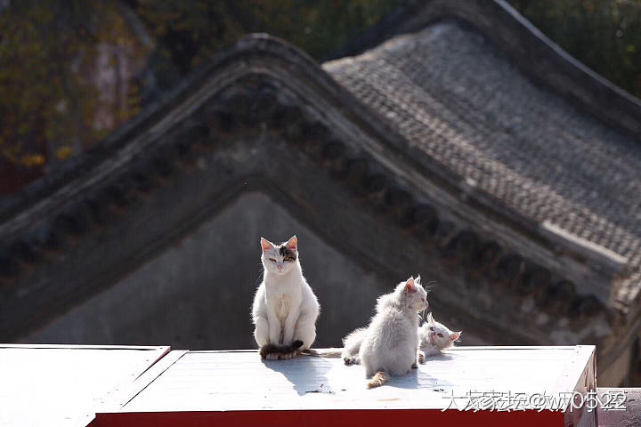 流浪的身影 高贵的灵魂（2⃣️）_猫