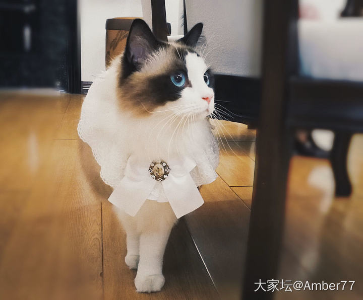 胭脂3岁  来一组_猫