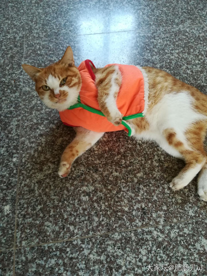 成功证明我家猫穿不了小衣服_猫