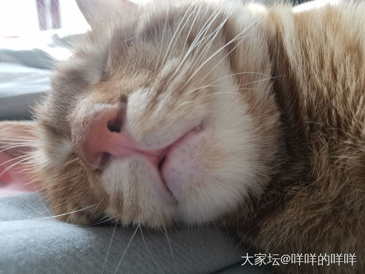 掌心的痣_猫