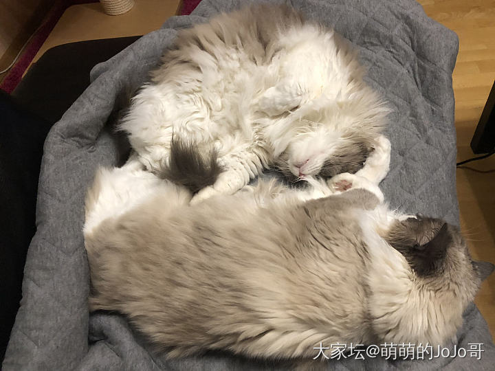 收拾睡懒觉的粑粑这妞是专业的_猫