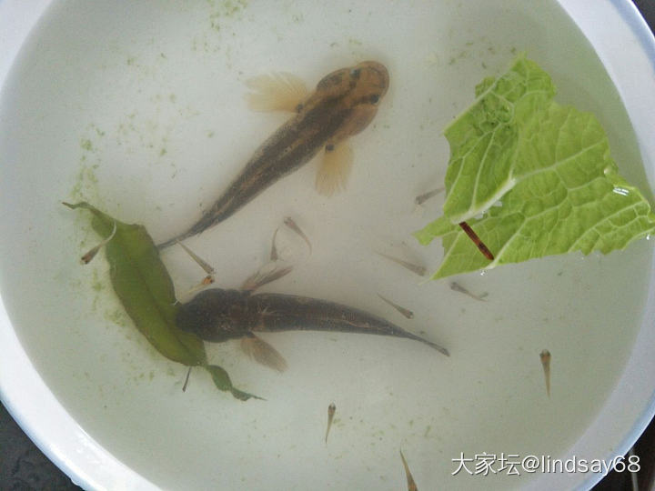 这种鱼🐠吃啥?_食材