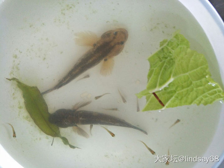 这种鱼🐠吃啥?_食材