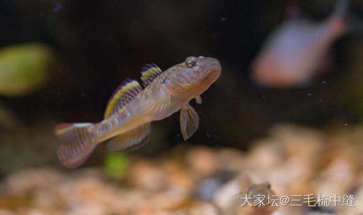 这种鱼🐠吃啥?_食材