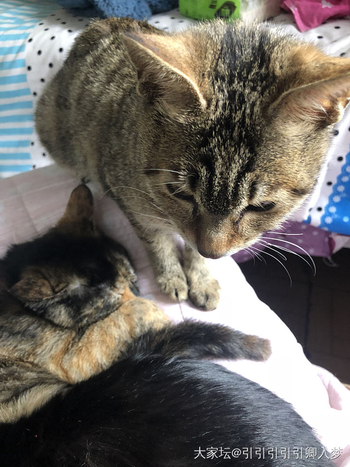 黏人的小猫咪，编绳的时候烤火全围过来了。编完了不烤了，它们也跟着我撤了😂😂_编绳