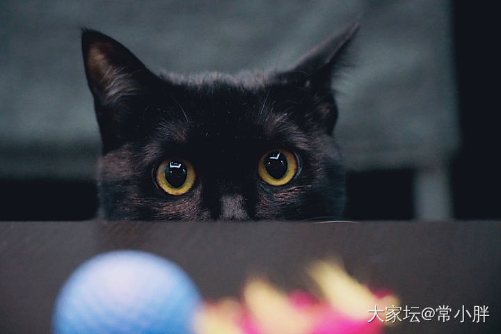 2019年实现的自由_猫