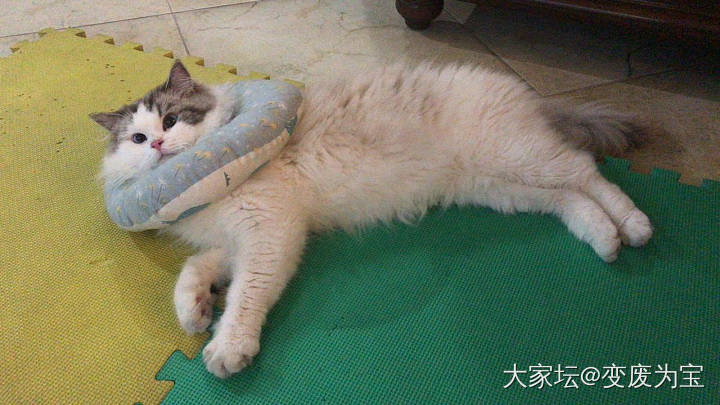 吨吨又病了，林黛玉啊_猫