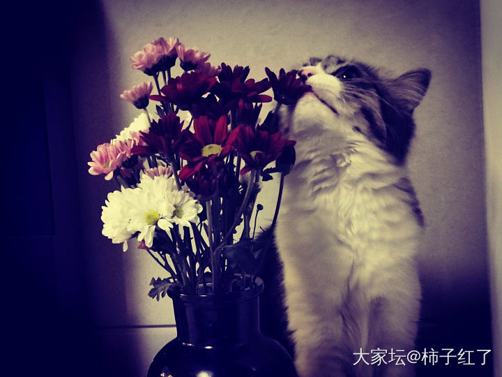 花猫_猫