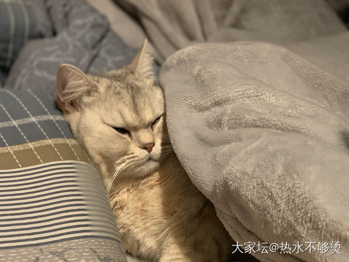 三座大山压的不重吗？_猫