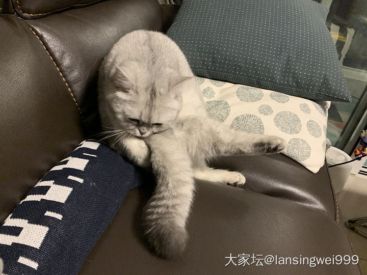 只能靠秀腿来水红包了_猫宠物