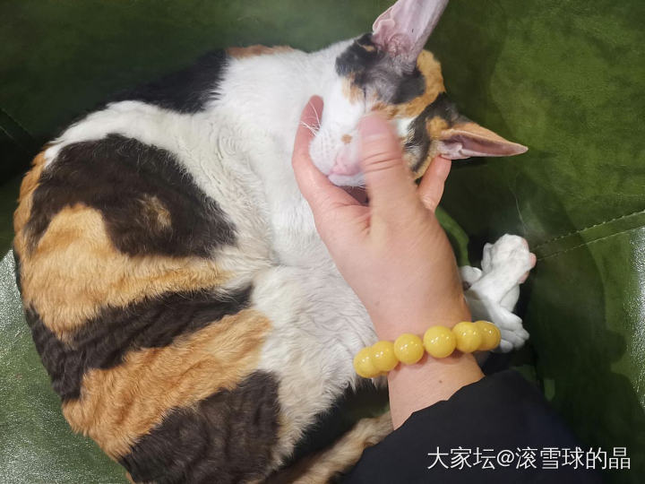 今天在太古里撸到了三花_猫