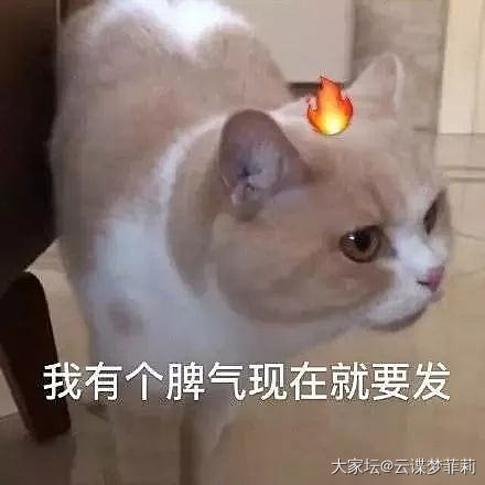 【毛孩子们】喵呜(๑´ω`๑)_生活猫