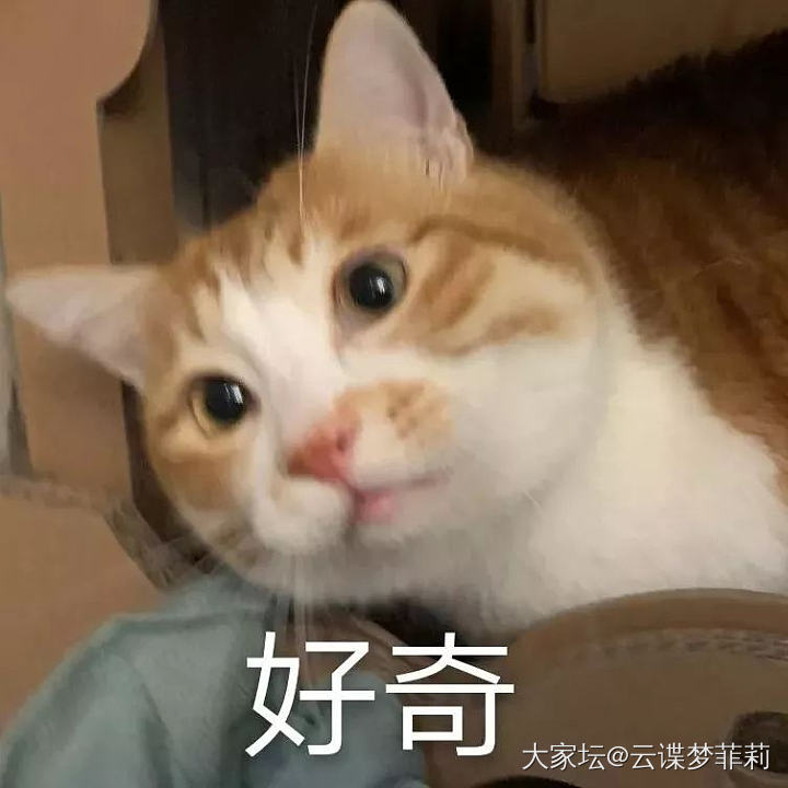 【毛孩子们】喵呜(๑´ω`๑)_生活猫