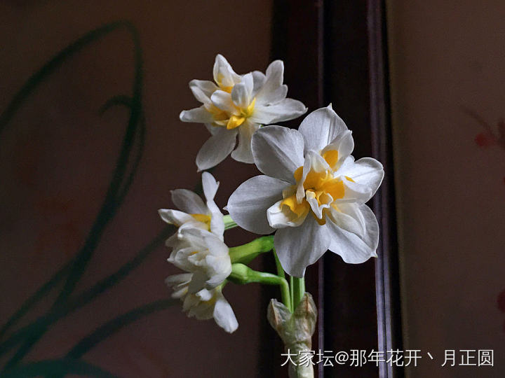 水仙_花