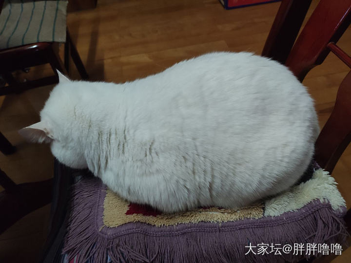 我大田园彪悍的体重啊_猫