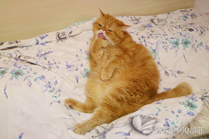 手手这么好吃吗_猫宠物