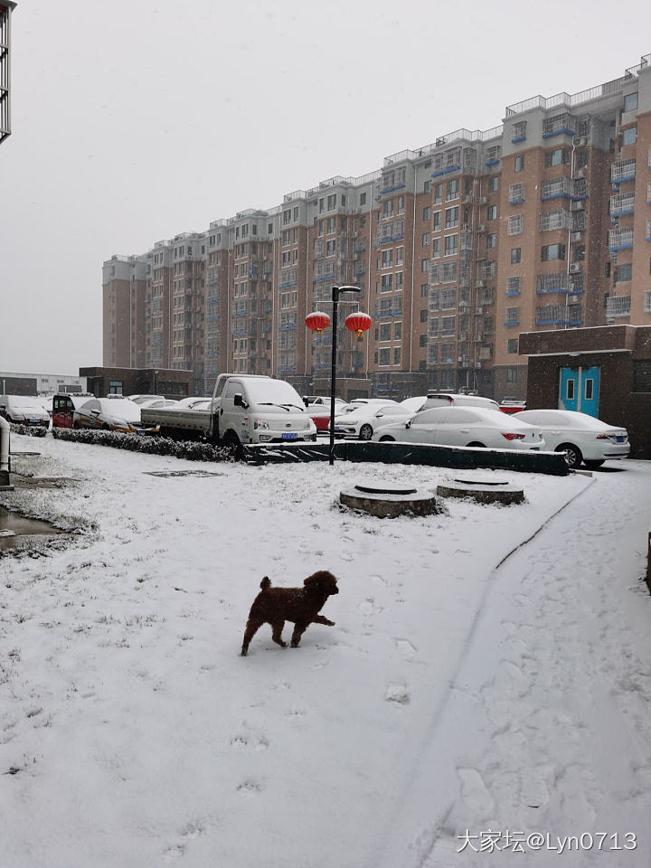 北京又双叒叕下雪了_景色