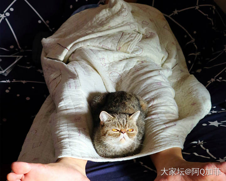 有太阳的地方都晒满了猫_猫