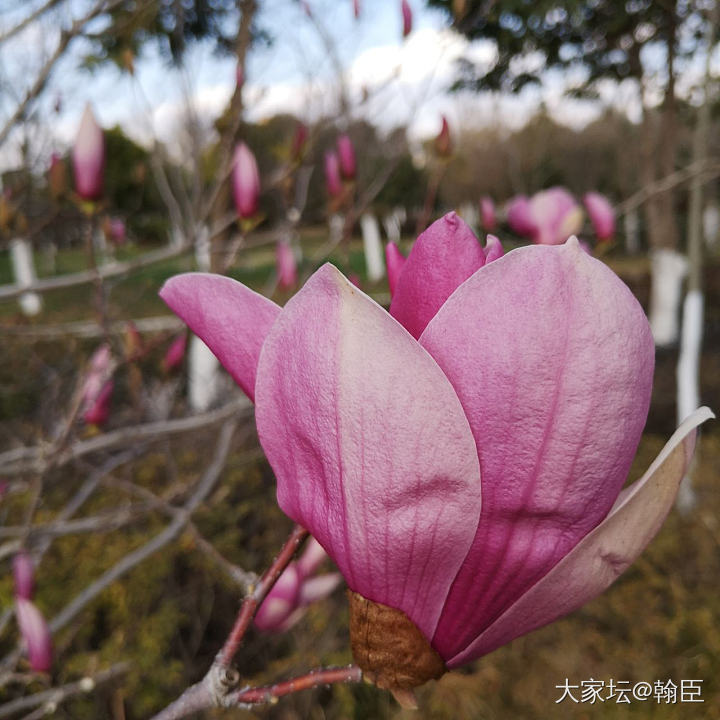 出去买菜顺路拍了点春色_景色