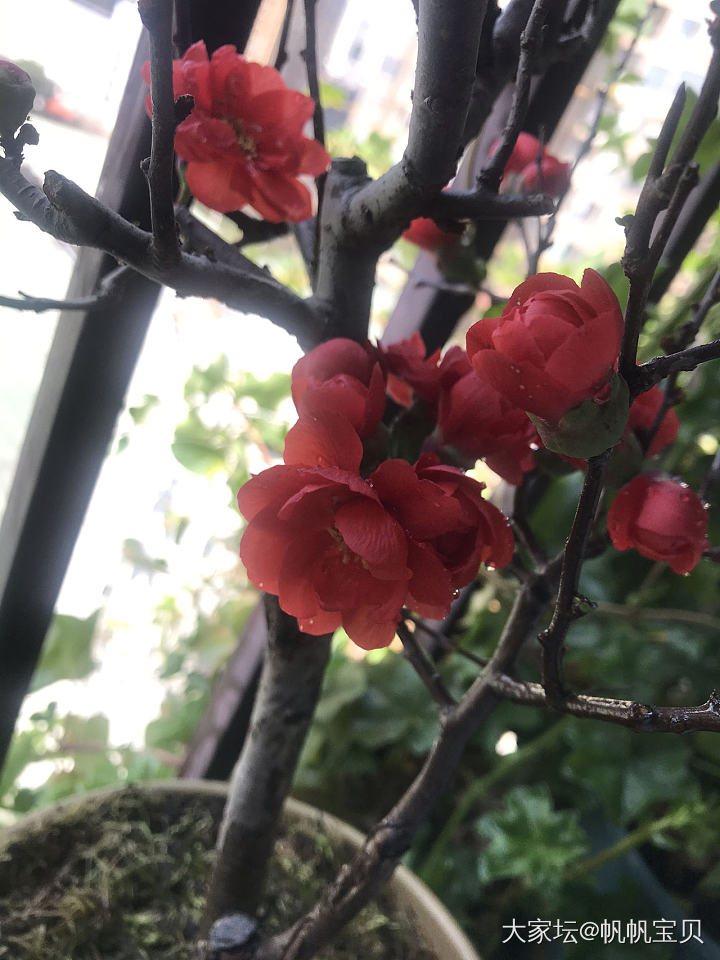 自由发挥的花儿_花