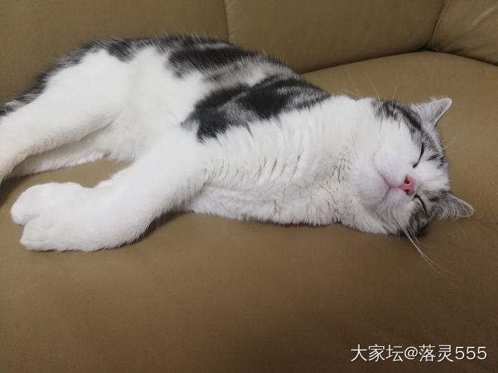 秀一下我家的新成员—老九_猫