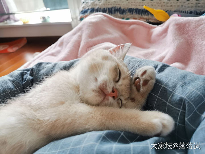 半夜睡不着，那…就撸猫吧😂😂_猫