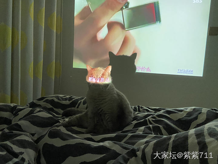 这猫脸让我无法直视。。_猫