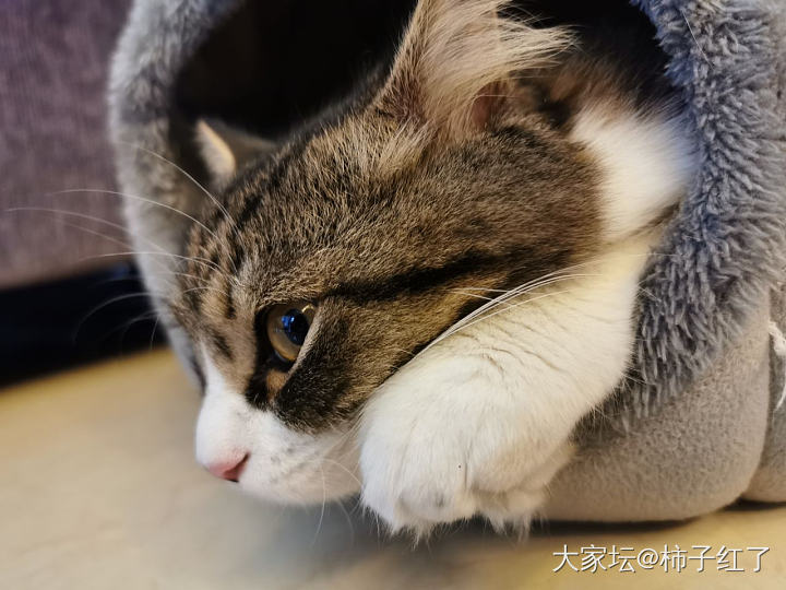 孤独那么大_猫