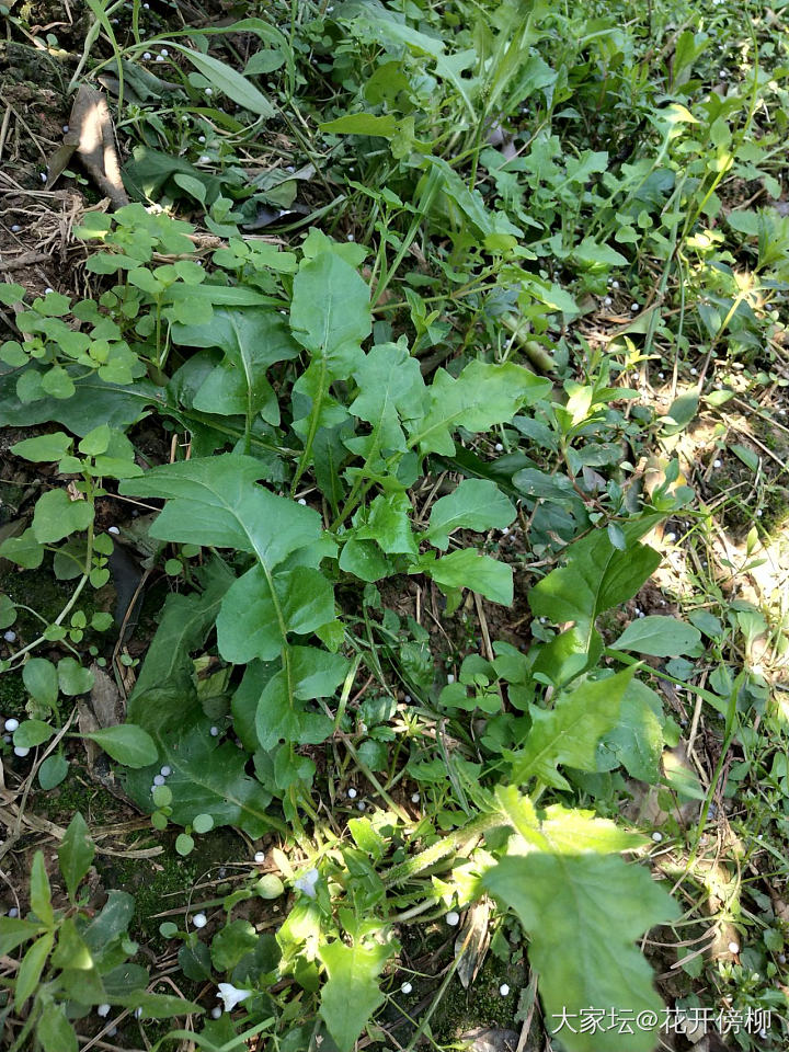 这是啥个野菜？_食材