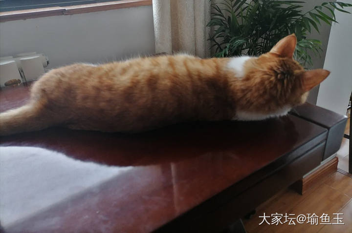 召唤小毡出来露脸_猫宠物