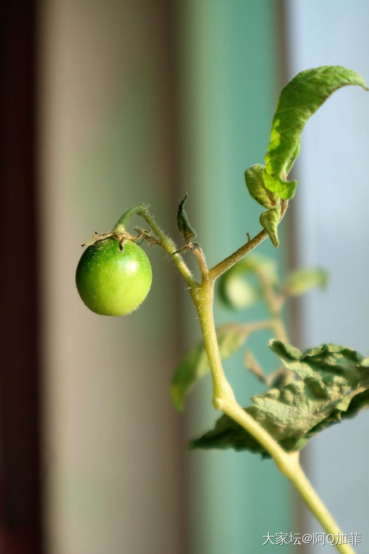 家里不称菜园子_水果