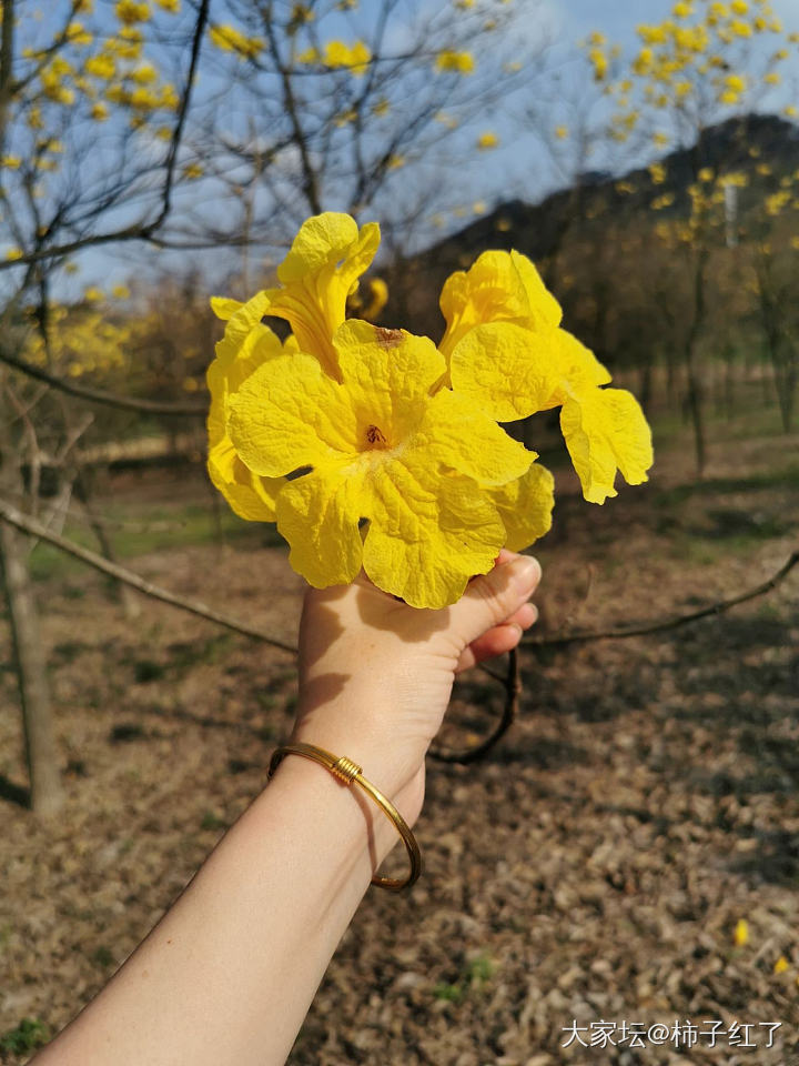 来赏花_花