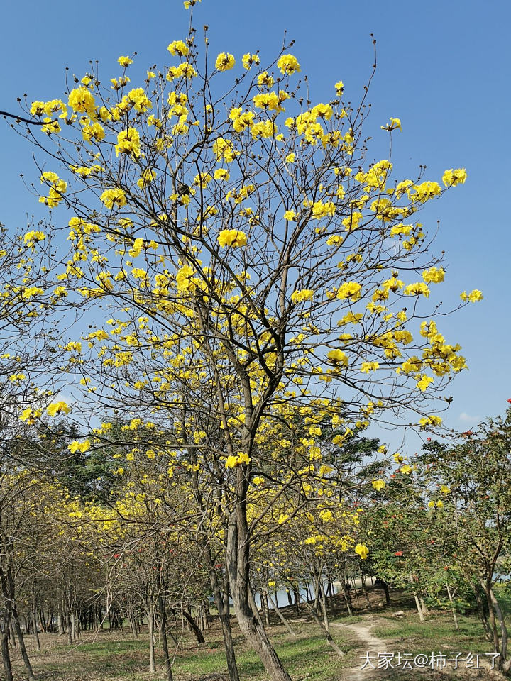 来赏花_花