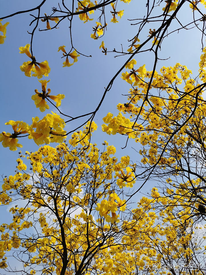 来赏花_花