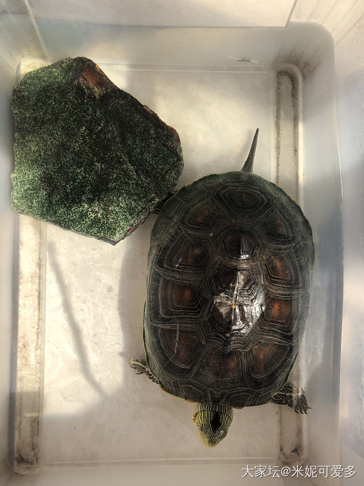 挂了一只 🐢_龟