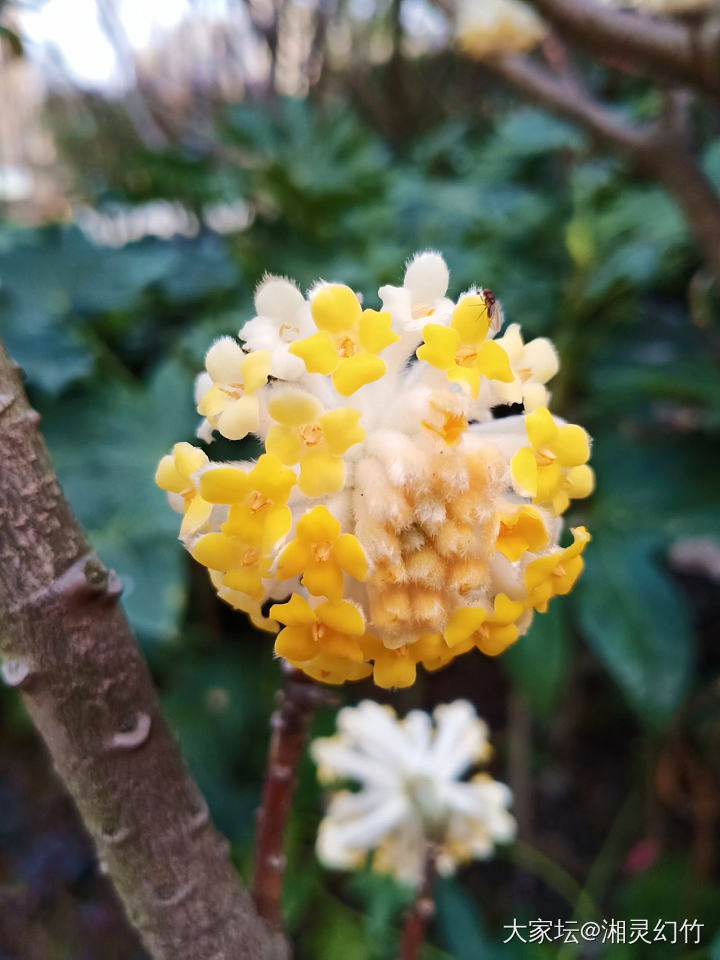 春来了，图一是山桃花吗？_花植物