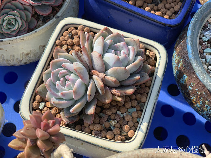 多肉植物浇水怎么浇？？ 发现养植物很多都是被浇死的。刚刚一次浇透了。好怕会烂掉。_多肉