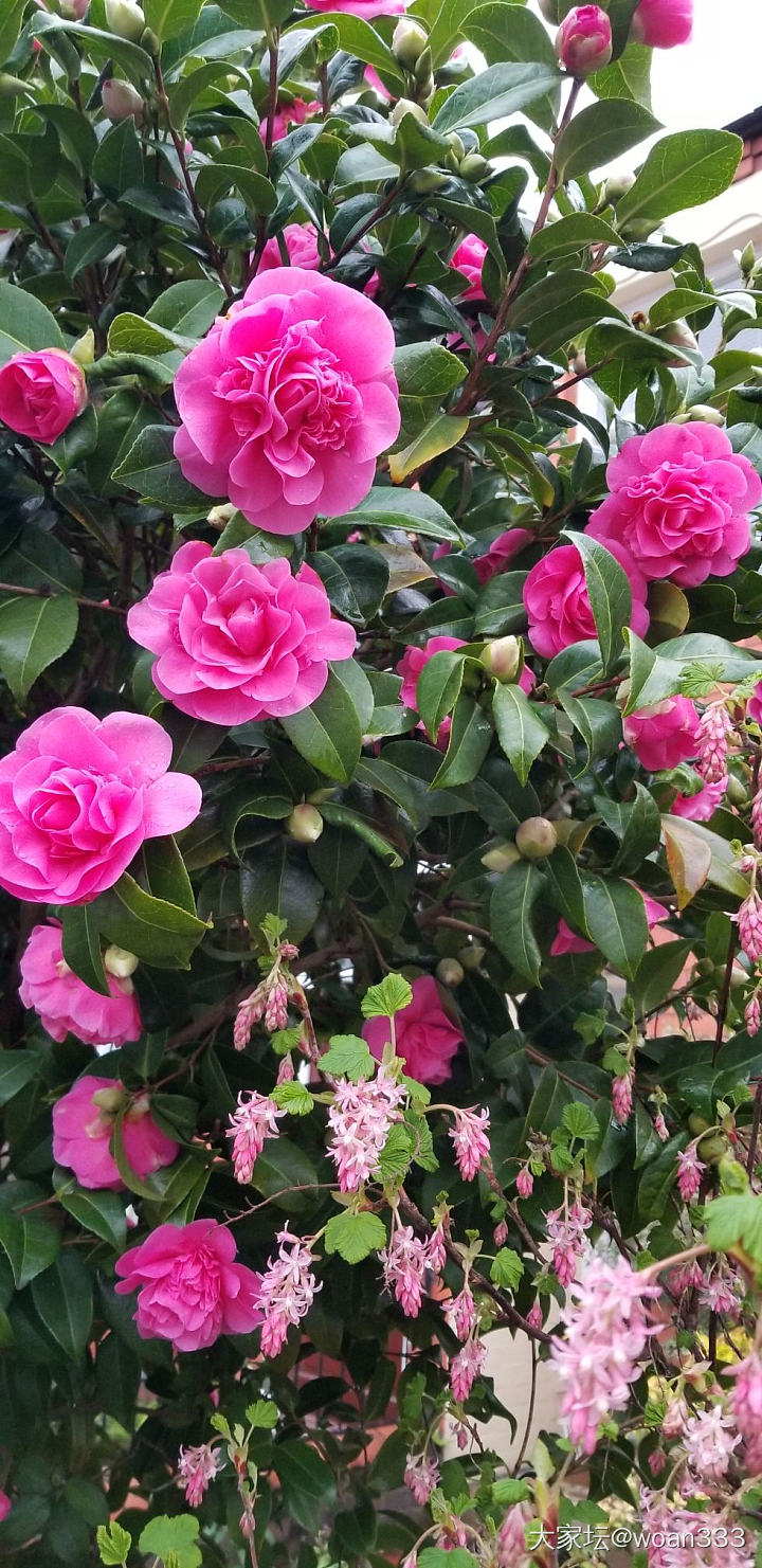 主题_花植物