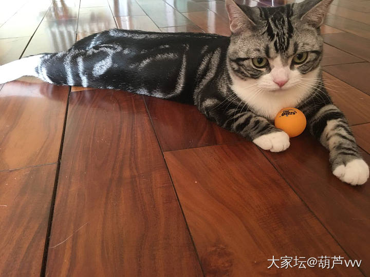 玩出花来了_猫