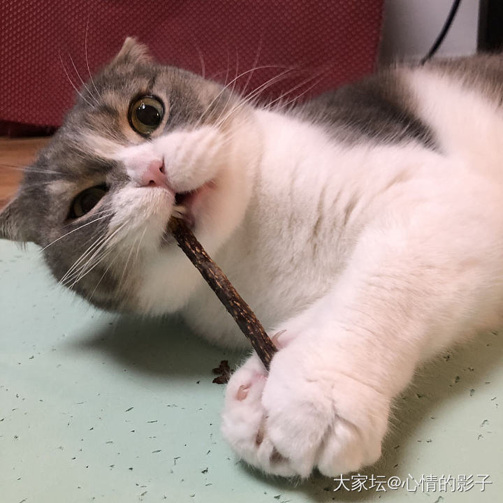 来晒晒弟弟少有的嗨_猫