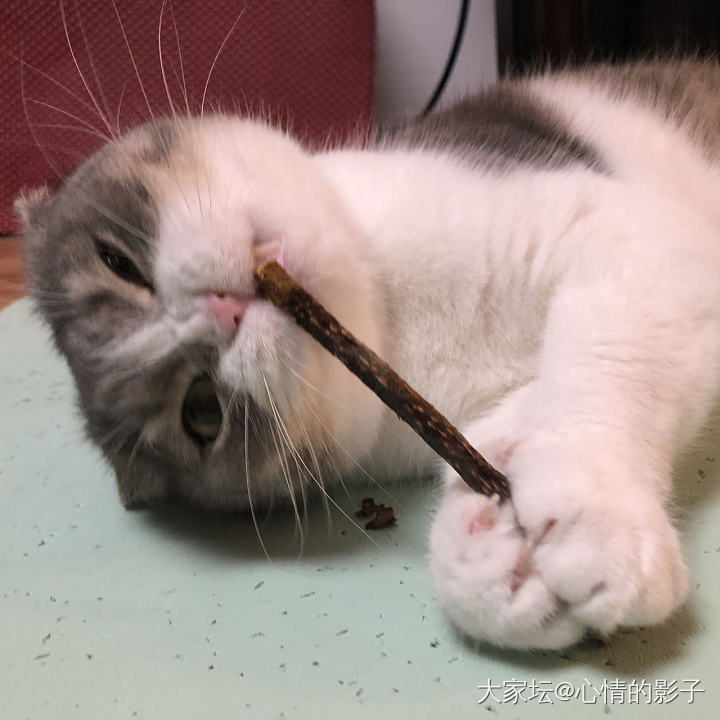 来晒晒弟弟少有的嗨_猫