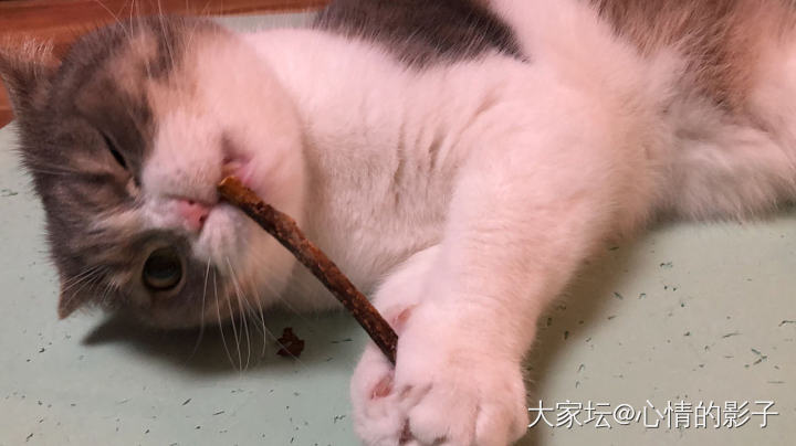 来晒晒弟弟少有的嗨_猫