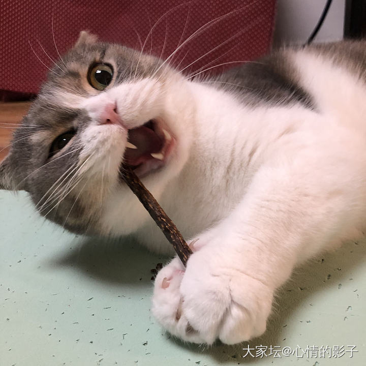 来晒晒弟弟少有的嗨_猫