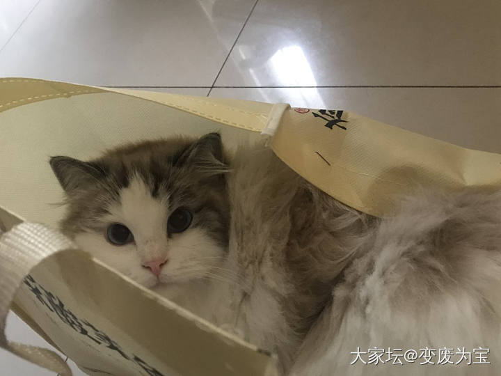 我明明订的是酸汤微辣口味的，要不要退货呢😄😆_猫