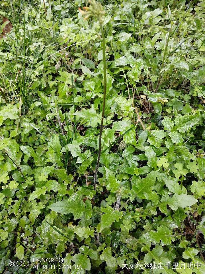 荠菜嘛？_植物