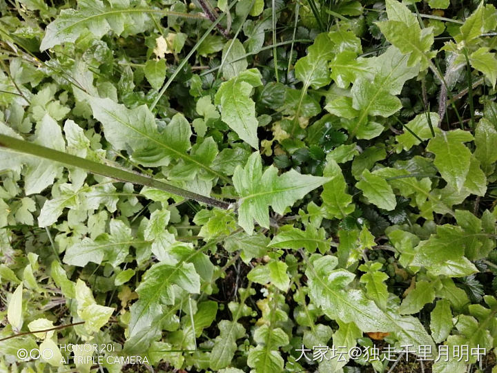 荠菜嘛？_植物