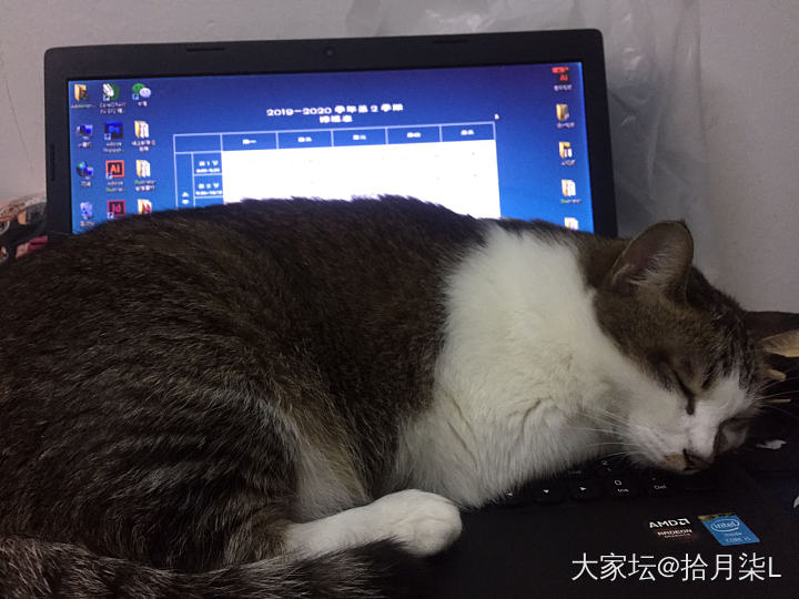 上课第一天的课后娱乐_猫